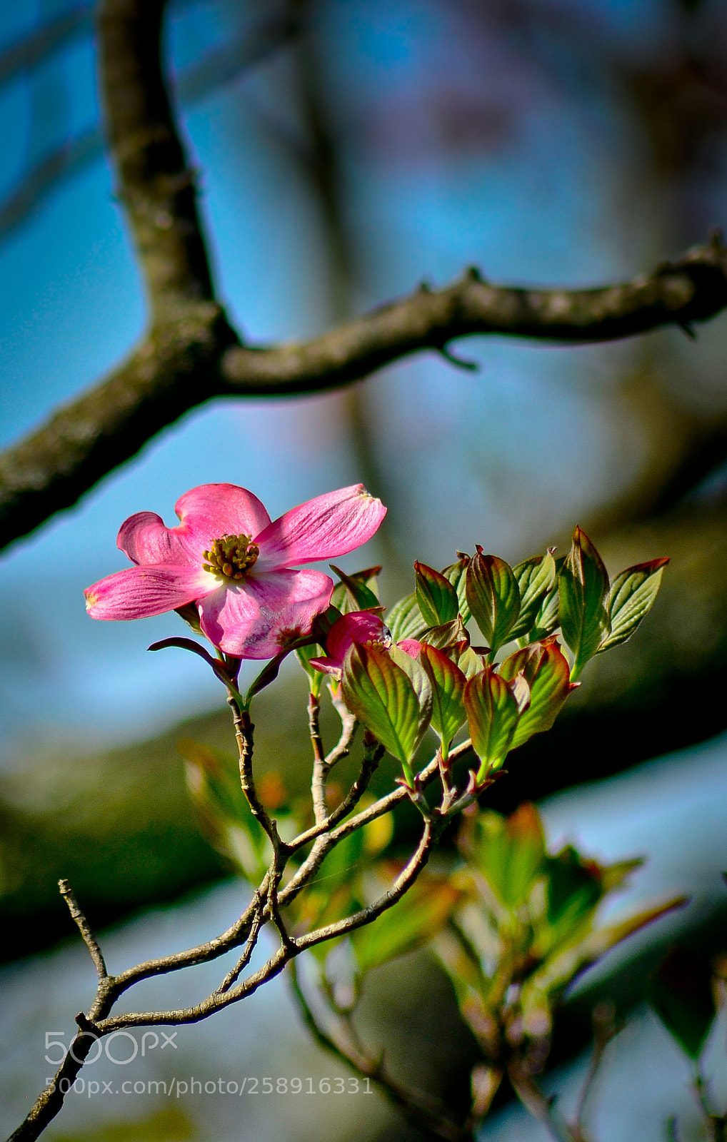 Nikon D7000 sample photo. Project one mile photography