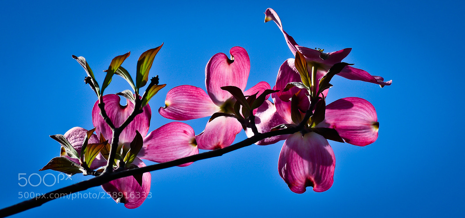 Nikon D7000 sample photo. Project one mile photography