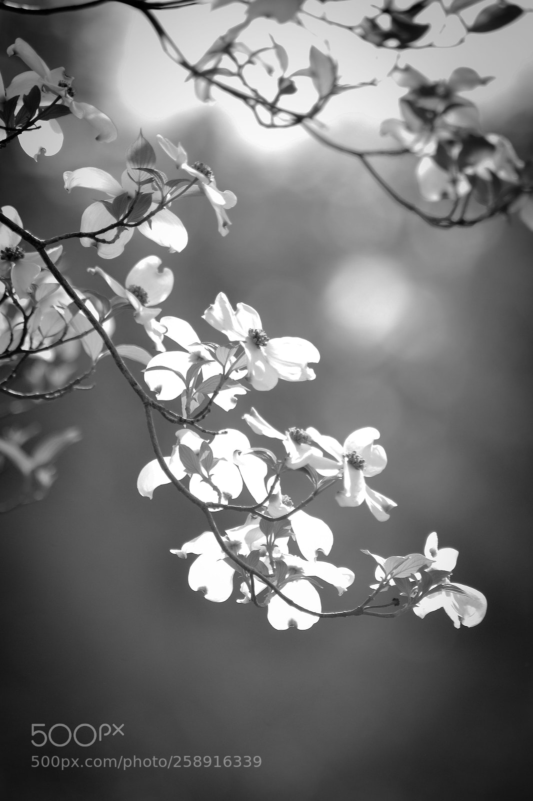 Nikon D7000 sample photo. Project one mile photography