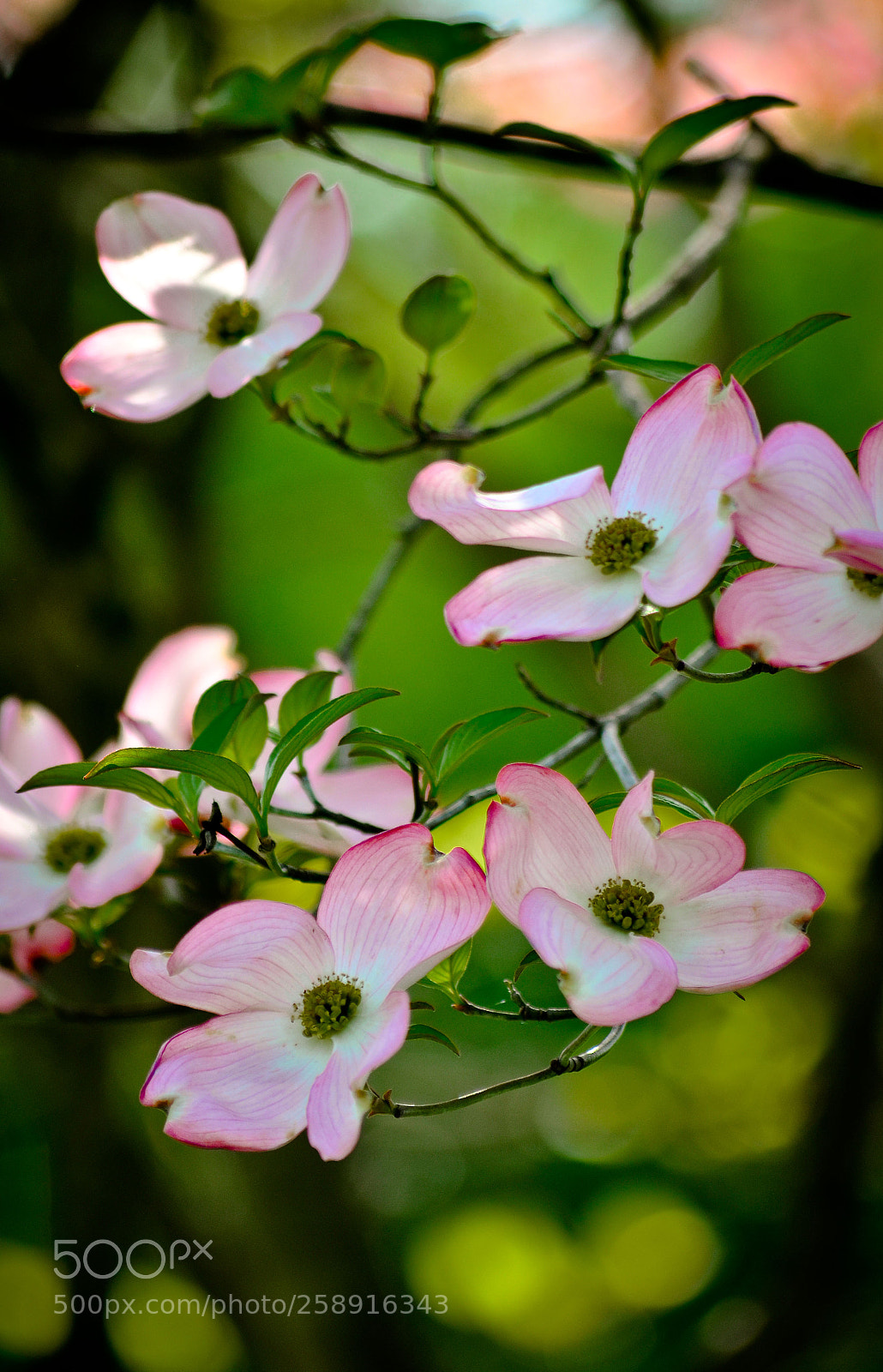 Nikon D7000 sample photo. Project one mile photography