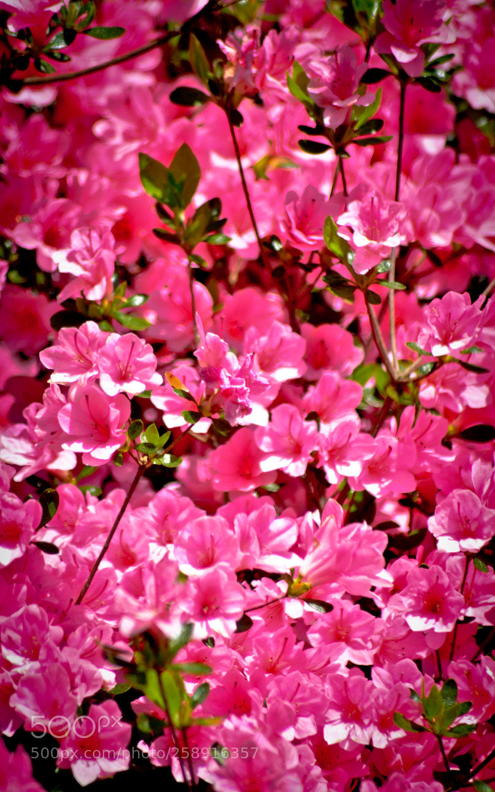 Nikon D7000 sample photo. Project one mile photography