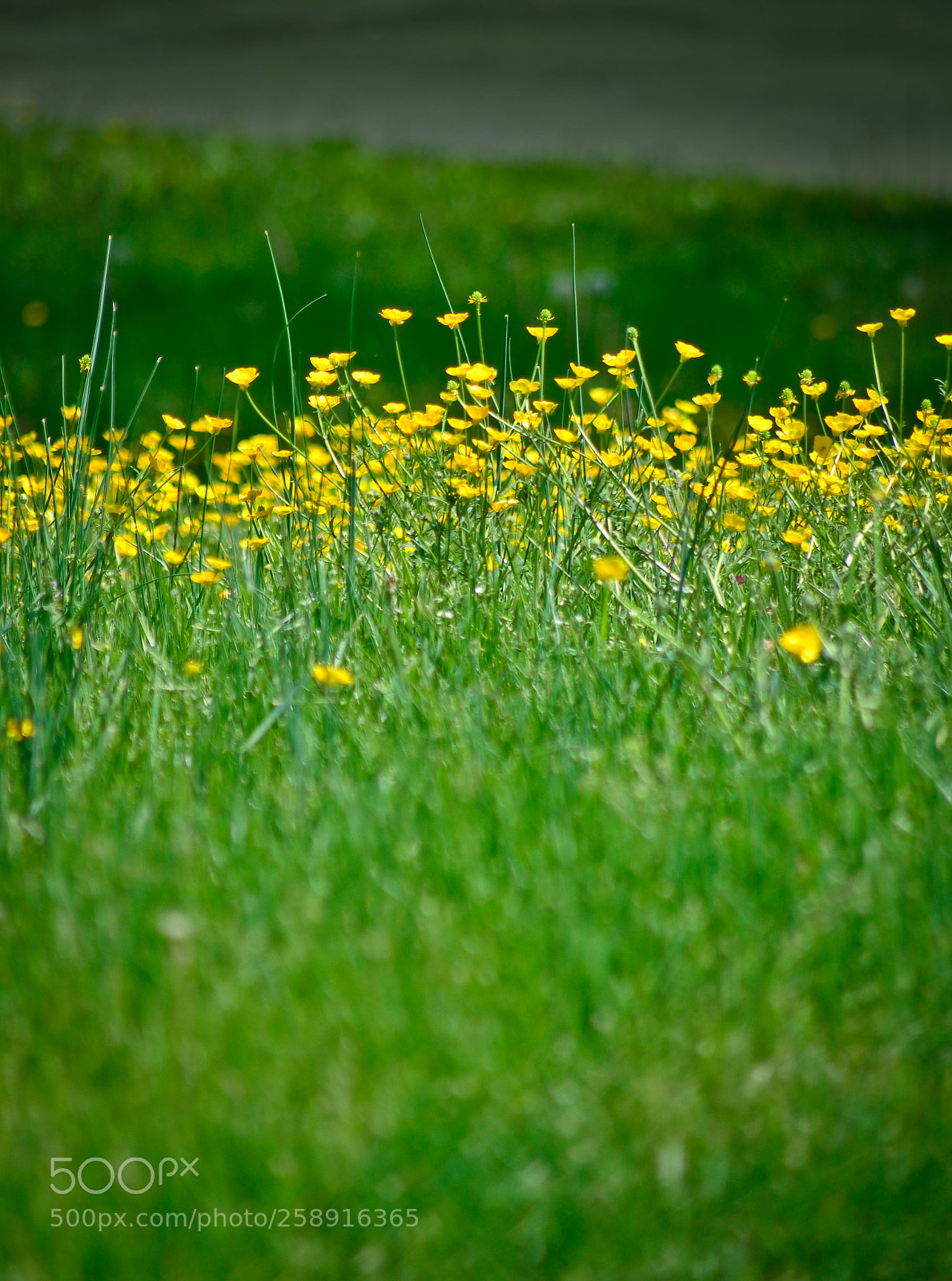 Nikon D7000 sample photo. Project one mile photography