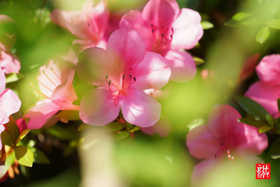 Sony FE 70-300mm F4.5-5.6 G OSS sample photo. Satsuki0521 photography