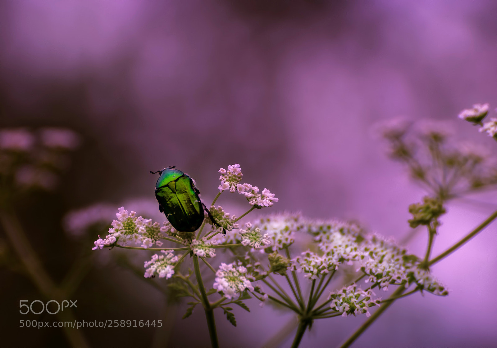 Nikon D7000 sample photo. A bug's life!!! photography