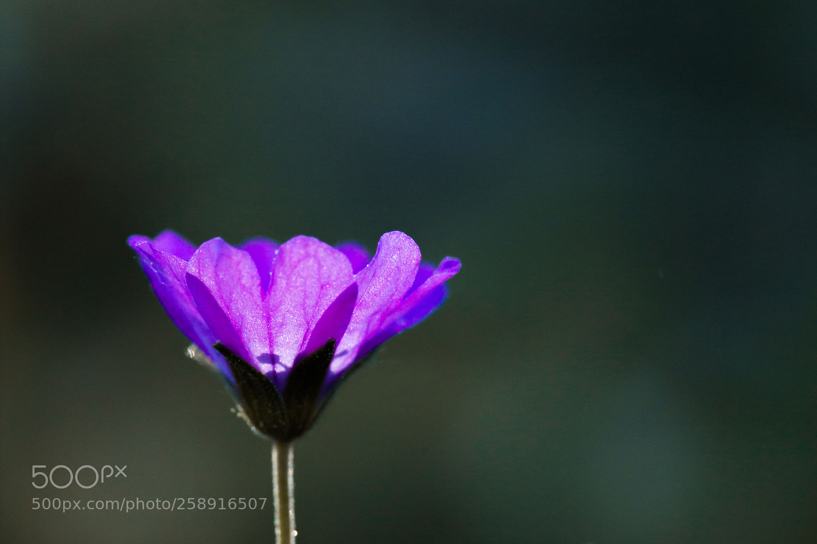 Canon EOS 600D (Rebel EOS T3i / EOS Kiss X5) sample photo. Purple photography