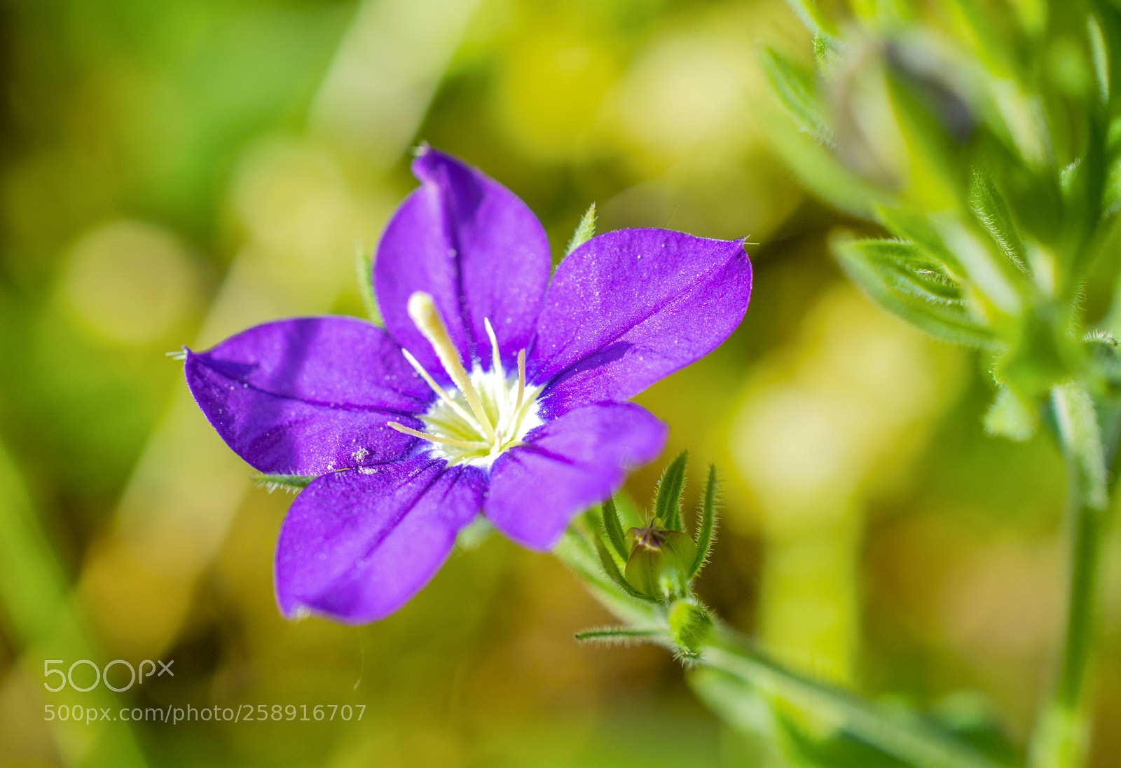 Nikon D5200 sample photo. Blossom photography