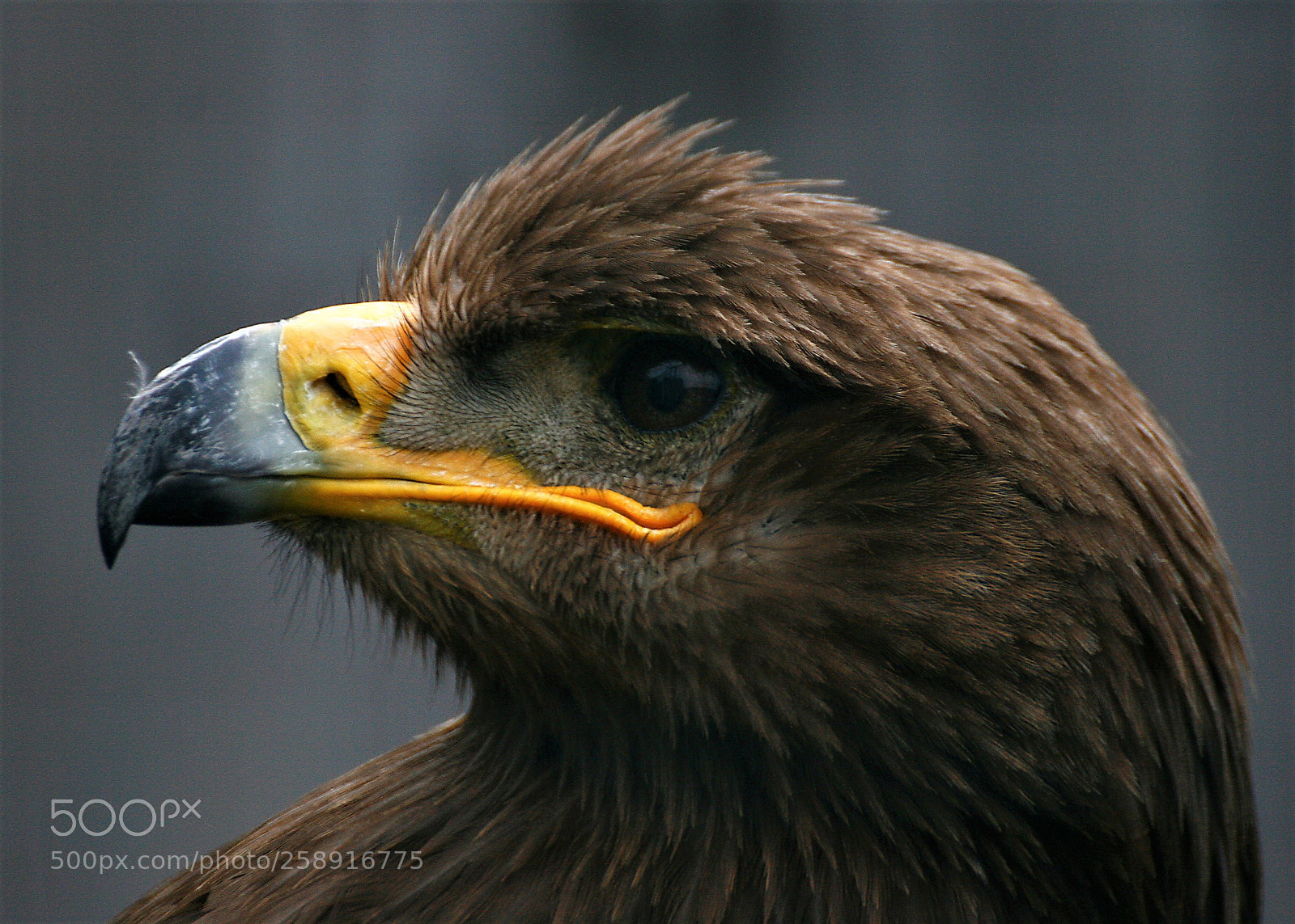 Canon EOS 30D sample photo. Hawk photography