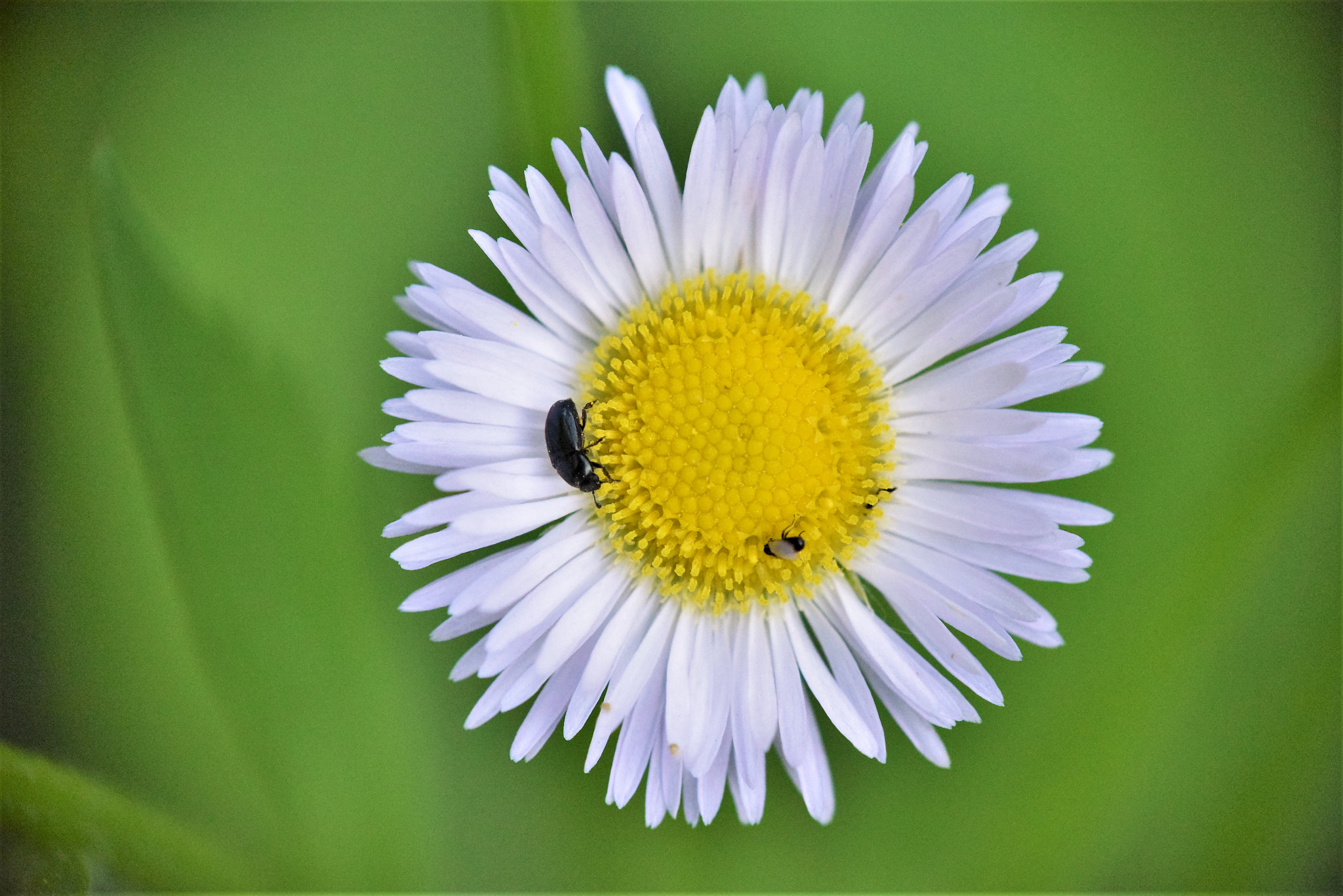 Nikon D3300 sample photo. Sunčica i gosti photography
