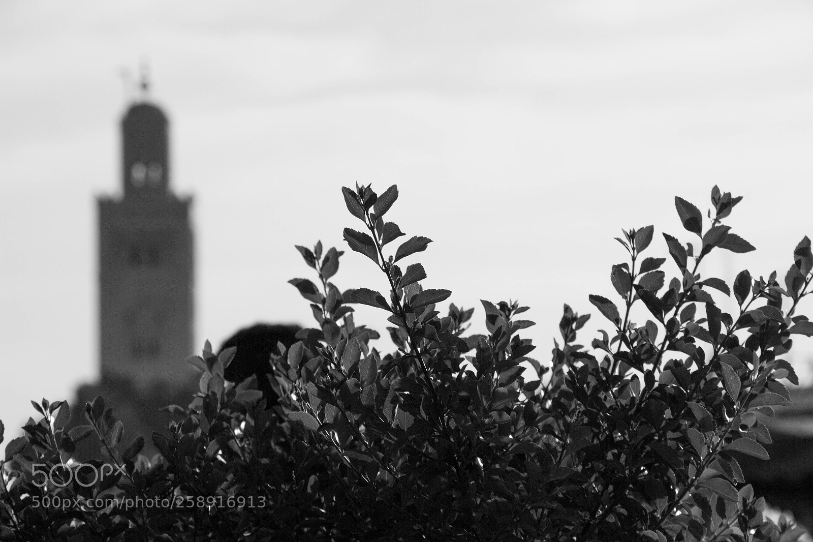 Canon EOS 700D (EOS Rebel T5i / EOS Kiss X7i) sample photo. Mosque behind the tree photography