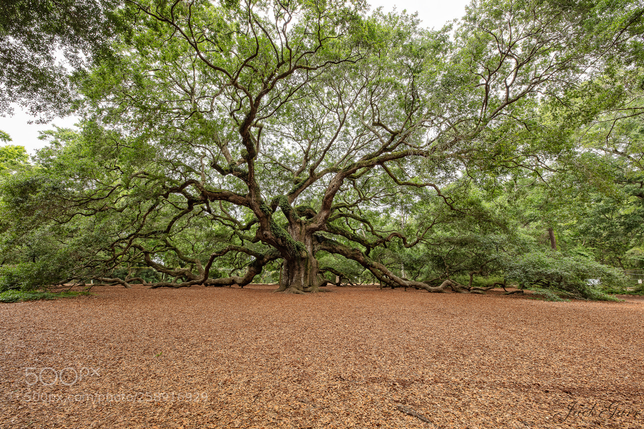 Canon EOS 5DS sample photo. Legendary angel oak tree photography