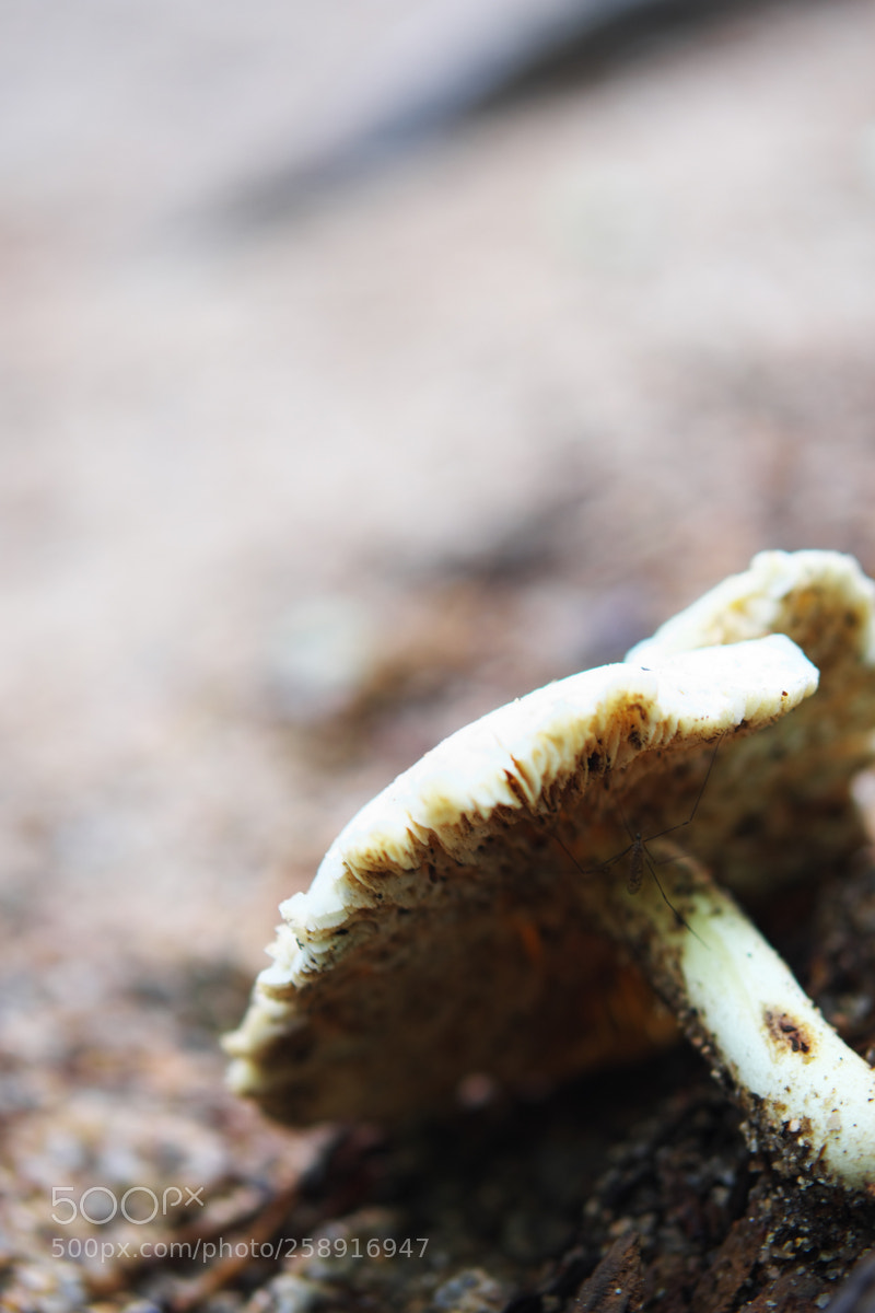 Fujifilm X-T20 sample photo. A field mushroom photography