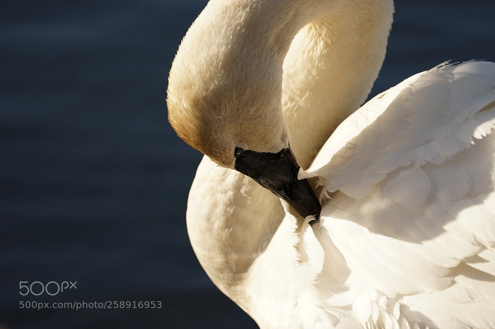 Sony a7 II sample photo. Tundra swan photography