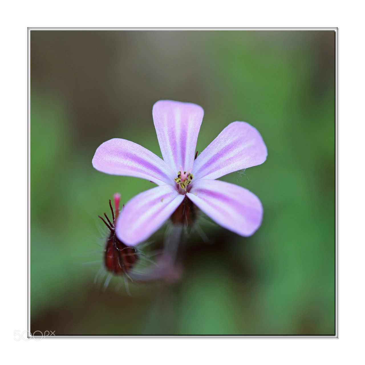 Canon EOS 7D Mark II sample photo. Printemps photography