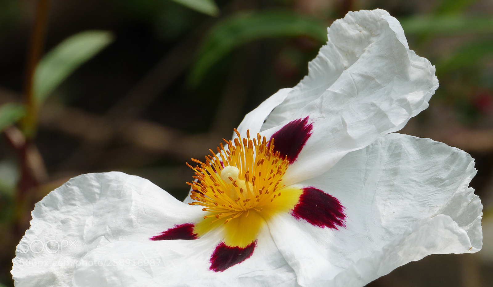 Panasonic Lumix DMC-FZ1000 sample photo. White flower with yellow photography