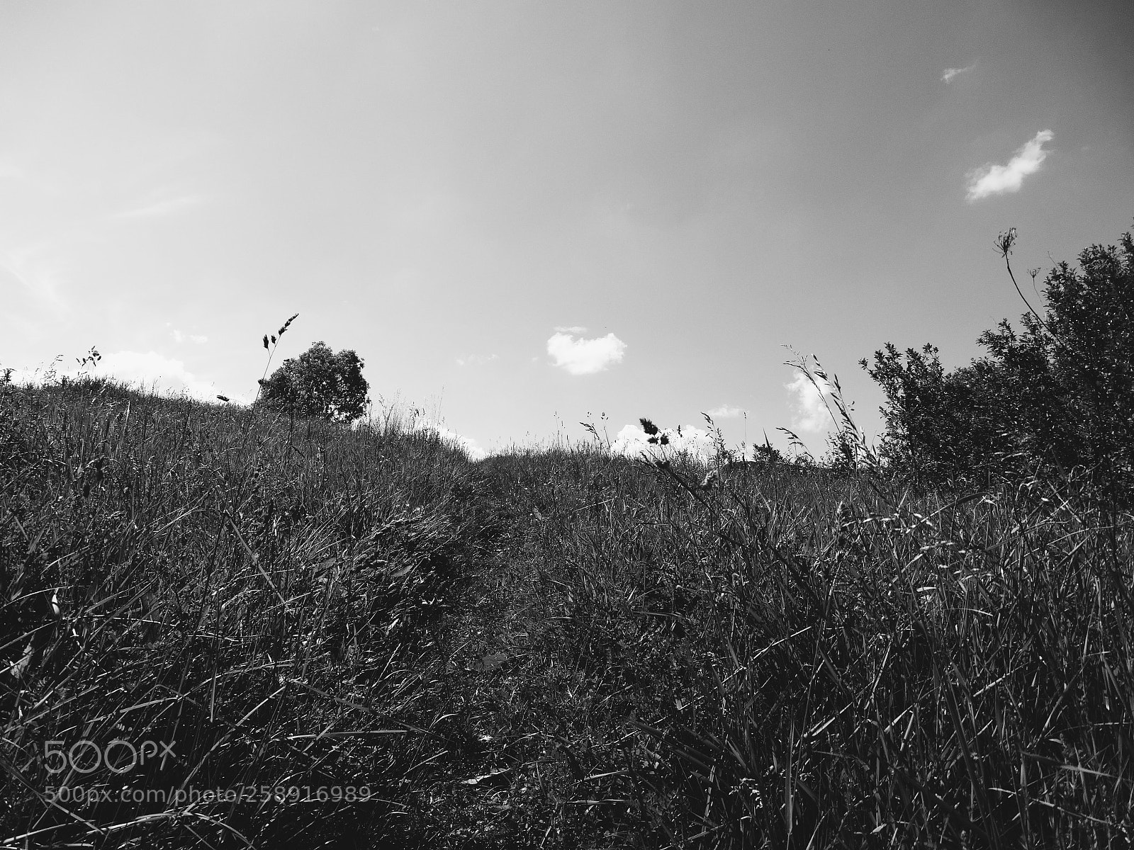 Sony Cyber-shot DSC-HX300 sample photo. Grass photography