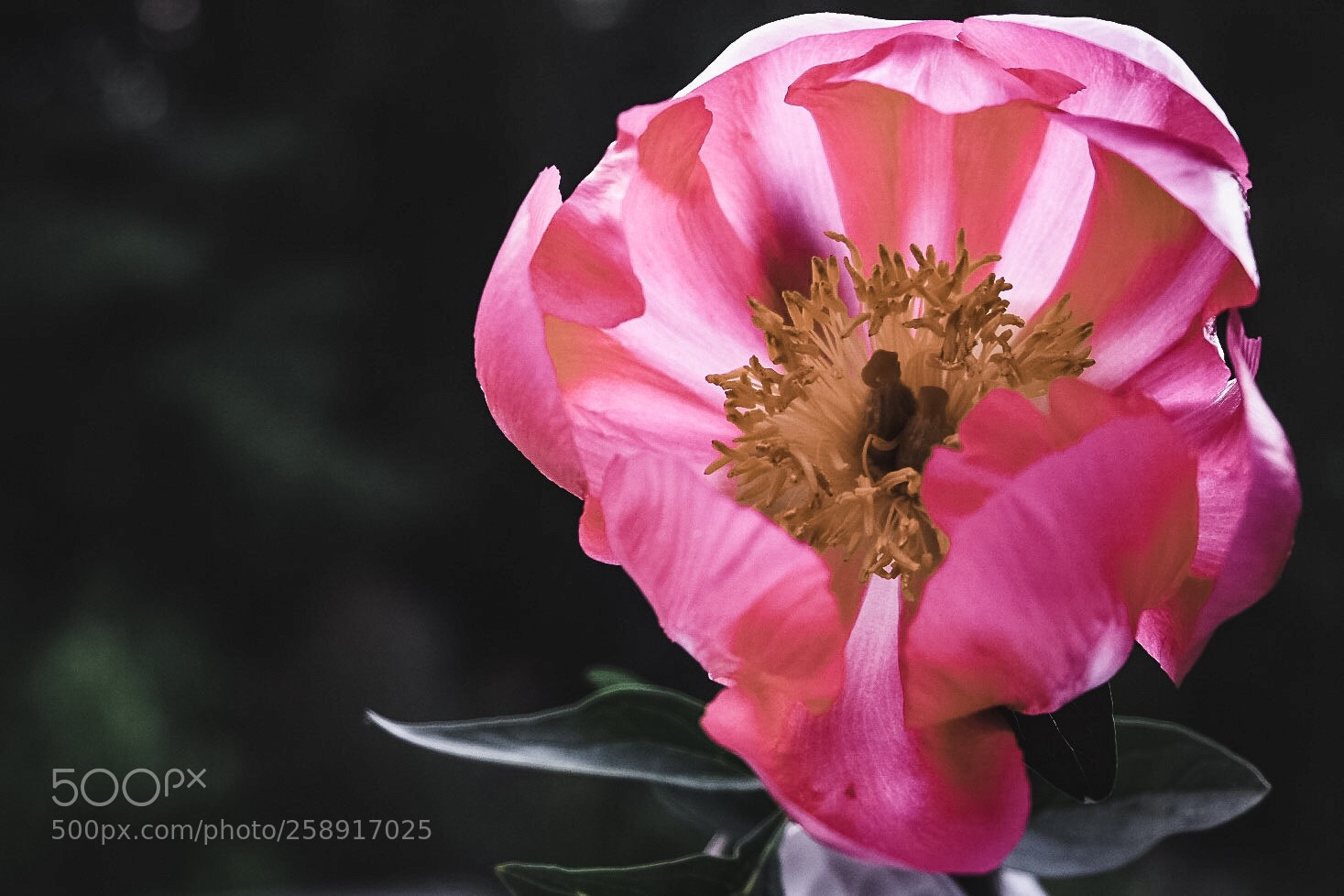 Fujifilm X-T20 sample photo. Untitled photography