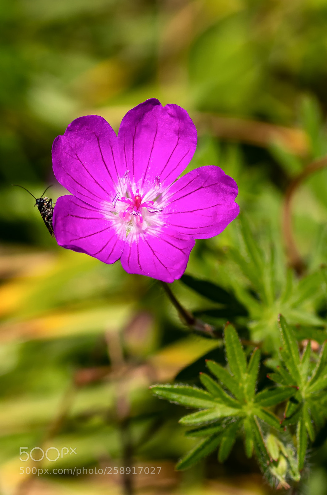 Canon EOS 80D sample photo. Flower&insect#2 photography
