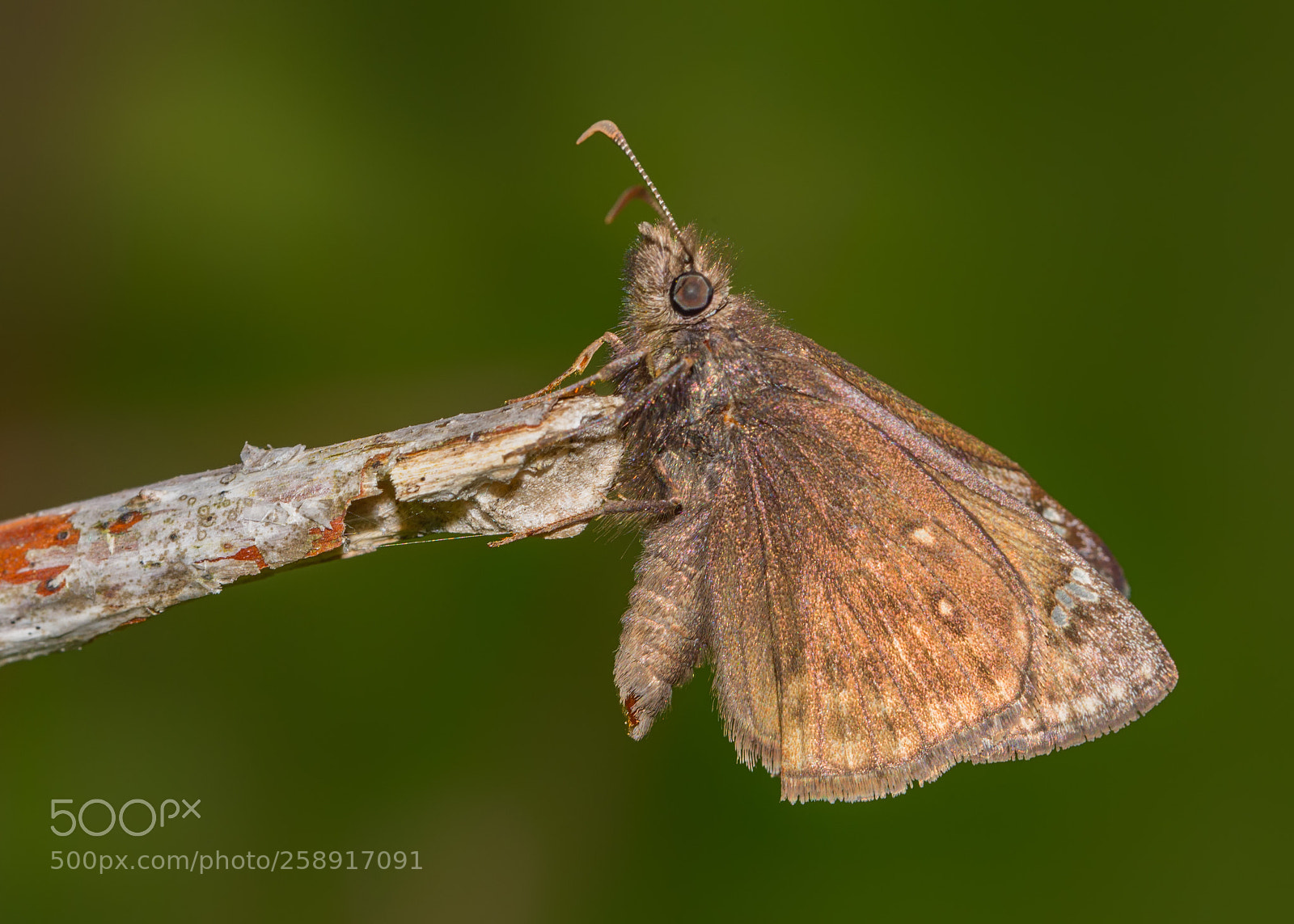 Nikon D7200 sample photo. Juvenal’s duskywing photography