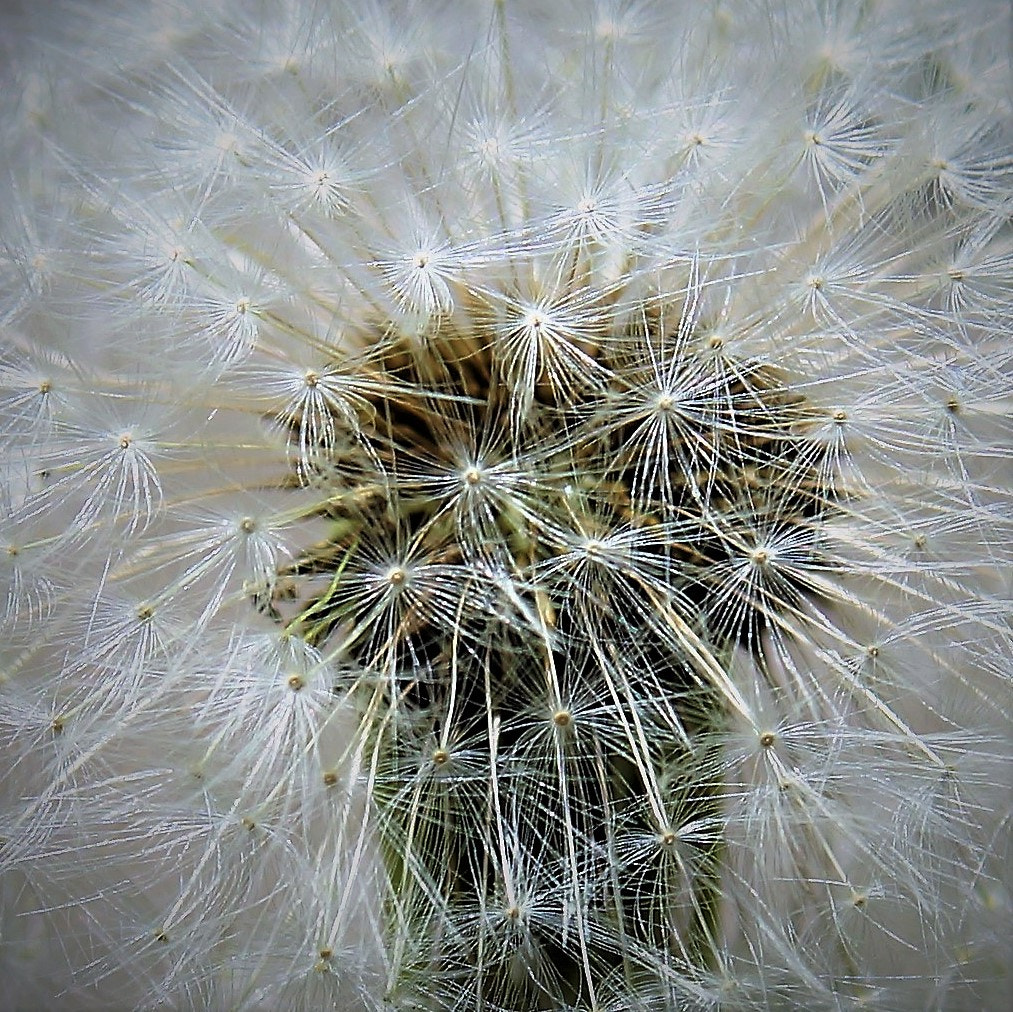 Sony SLT-A99V sample photo. Blow me photography