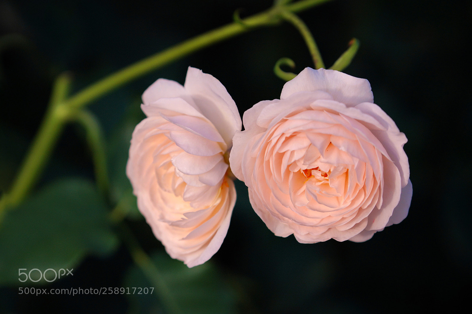 Sony a7R III sample photo. Rose photography