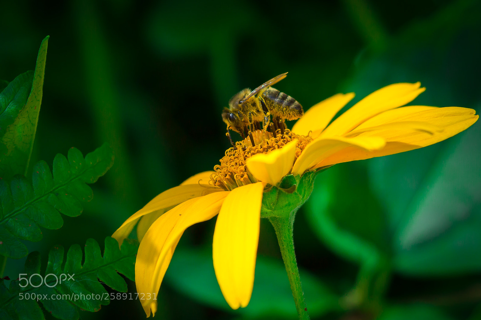 Sony SLT-A58 sample photo. Bee photography