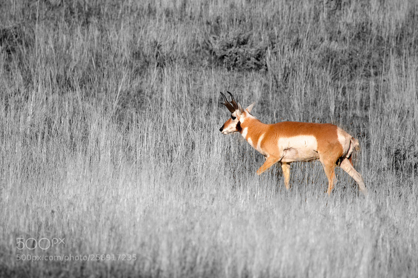 Canon EOS 70D sample photo. Pronghorn in yellowstone photography