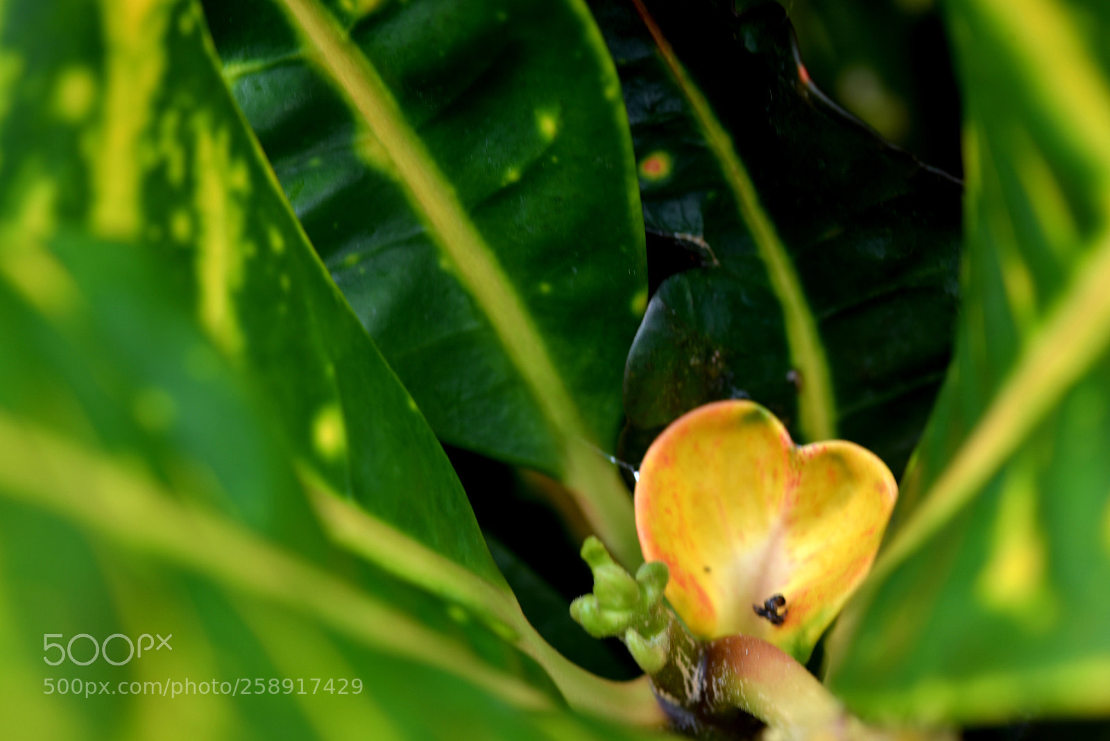 Nikon D750 sample photo. * only one ( ii ) photography