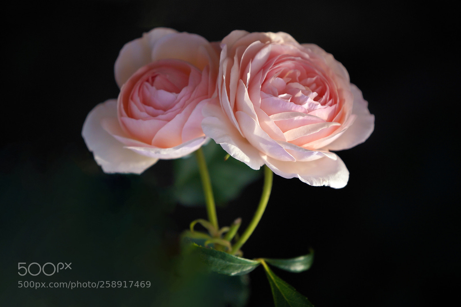 Sony a7R III sample photo. Rose
 photography