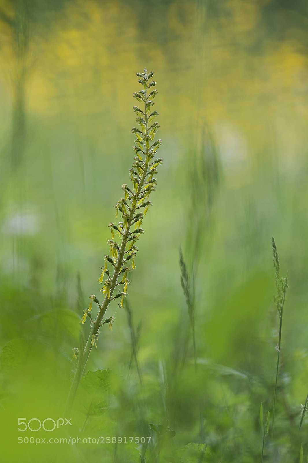 Nikon D500 sample photo. Hp photography