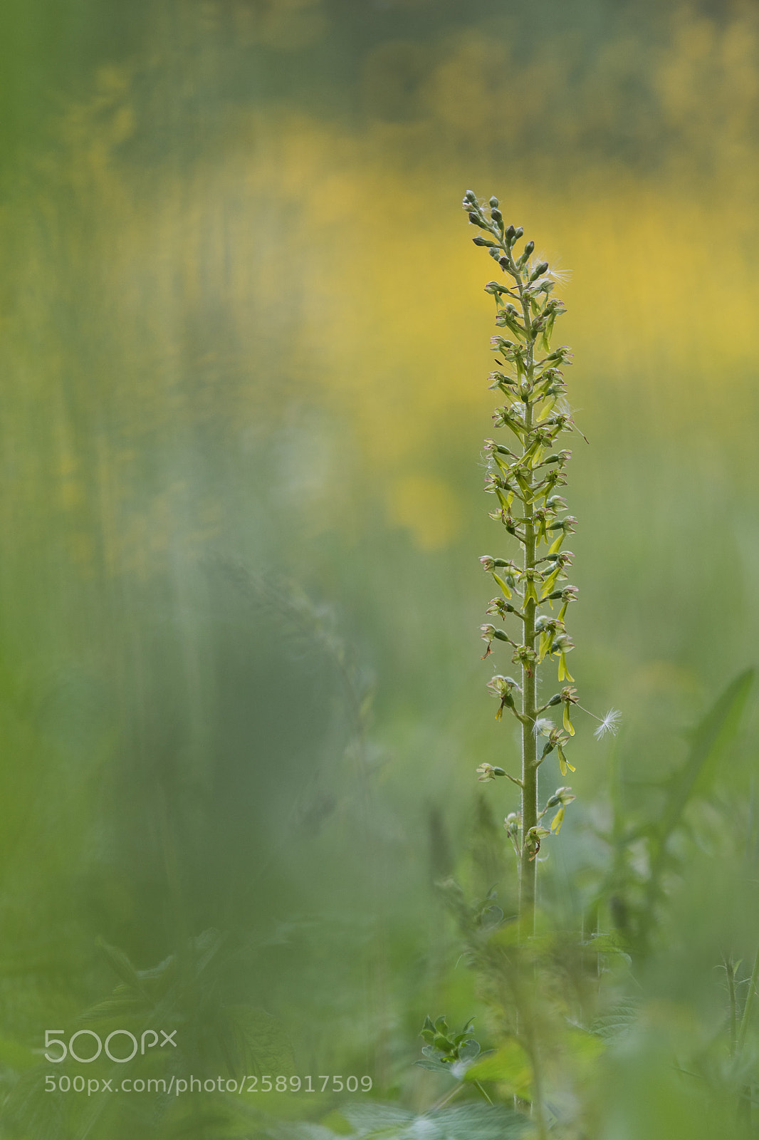 Nikon D500 sample photo. Hp photography