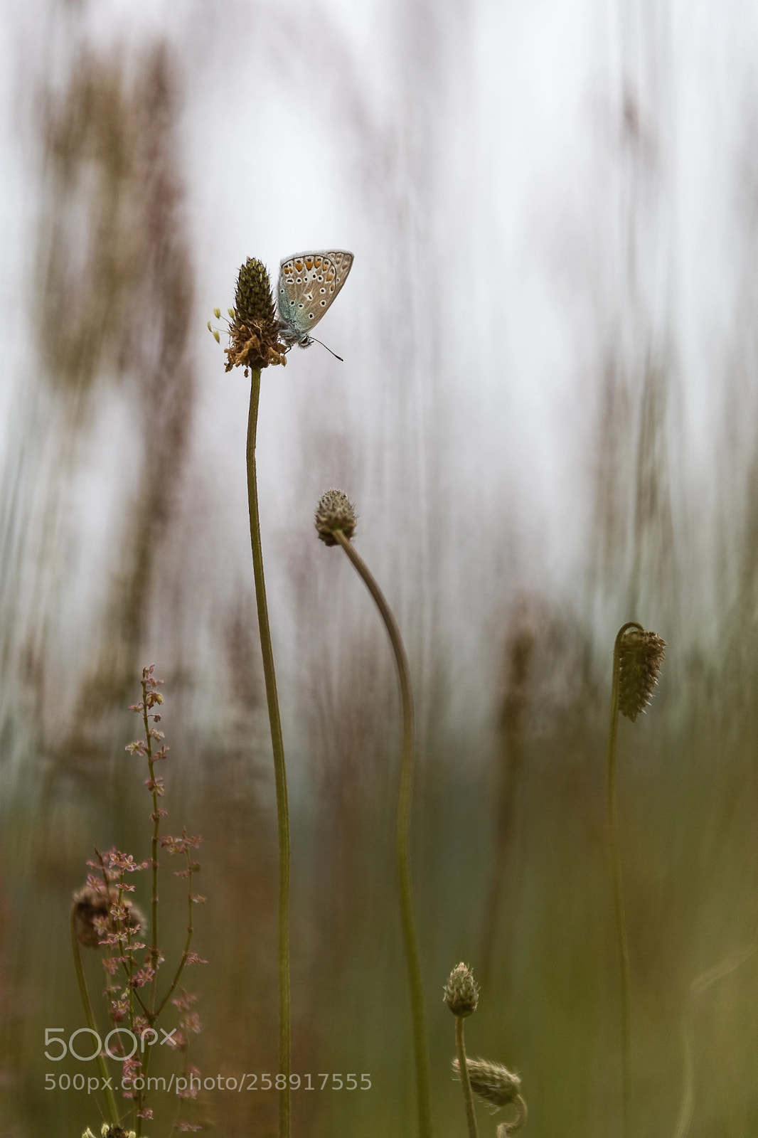 Nikon D500 sample photo. Hp photography
