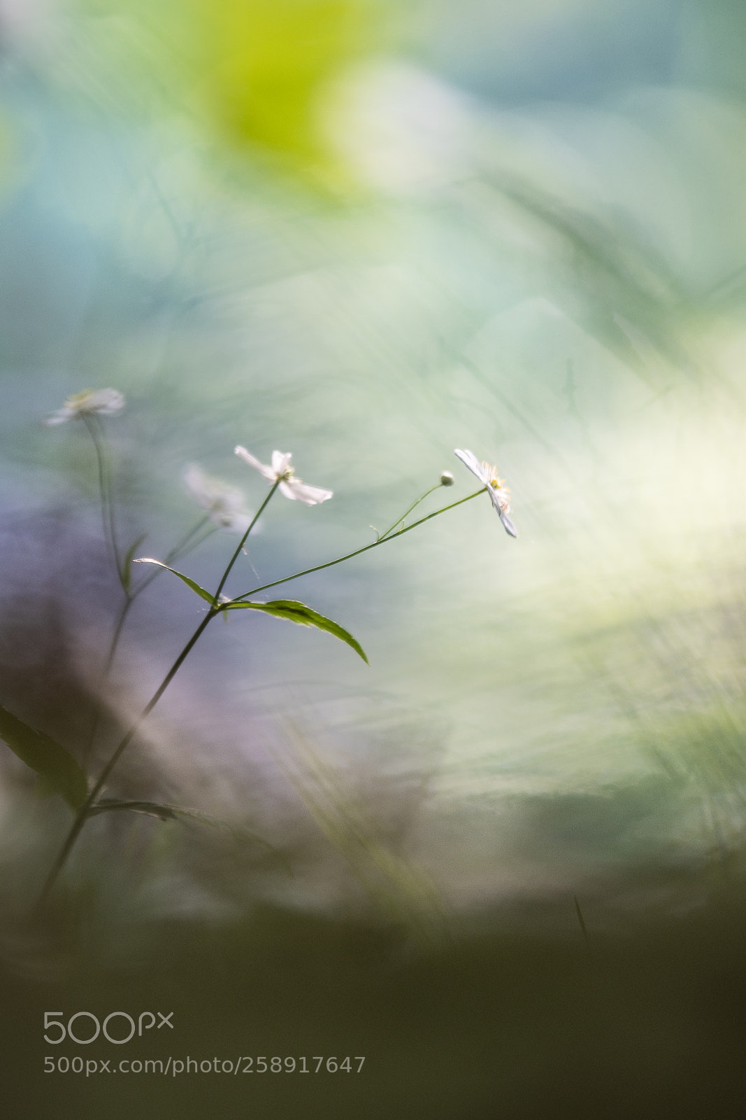 Nikon D500 sample photo. Hp photography