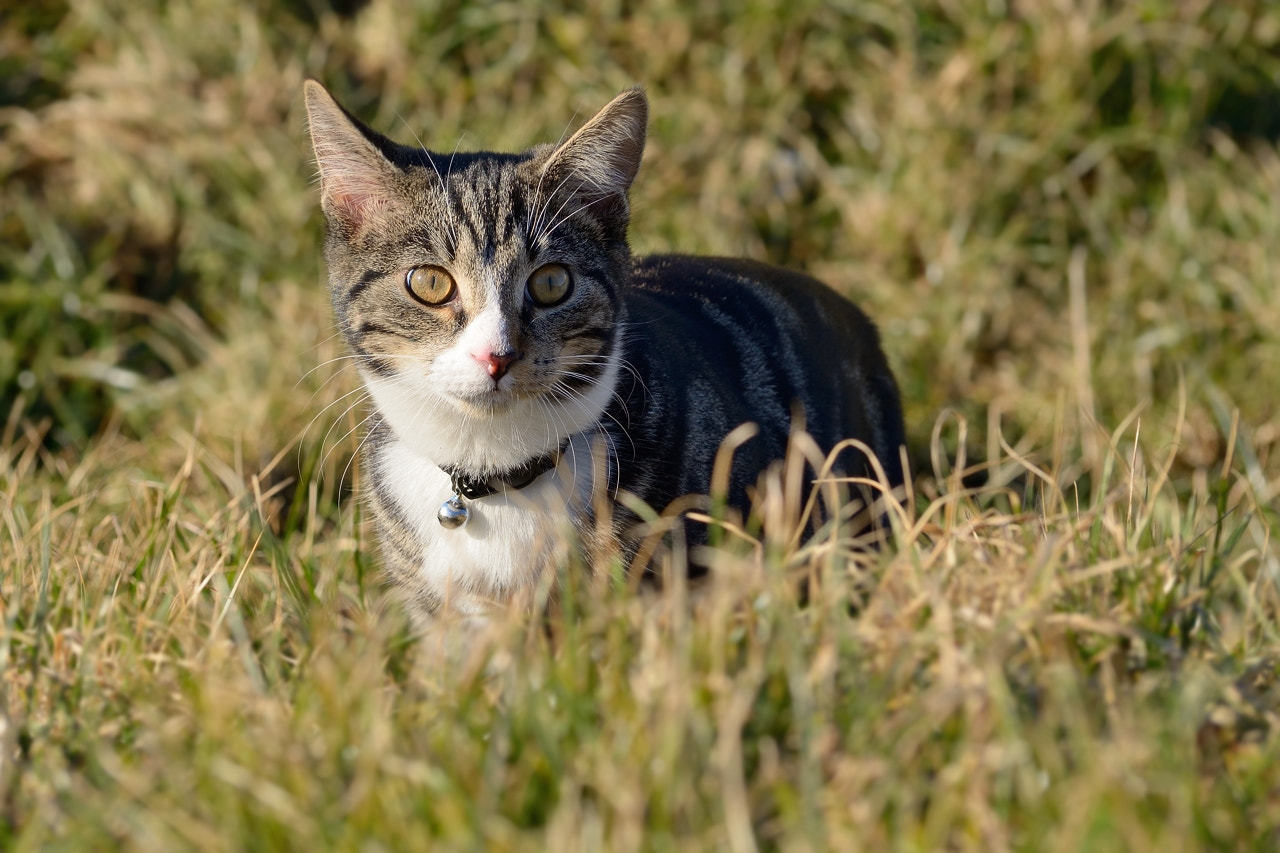 Nikon D5100 sample photo. On the hunt photography