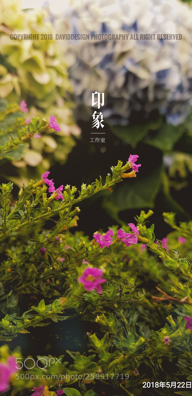Samsung Galaxy S8+ sample photo. Untitled photography