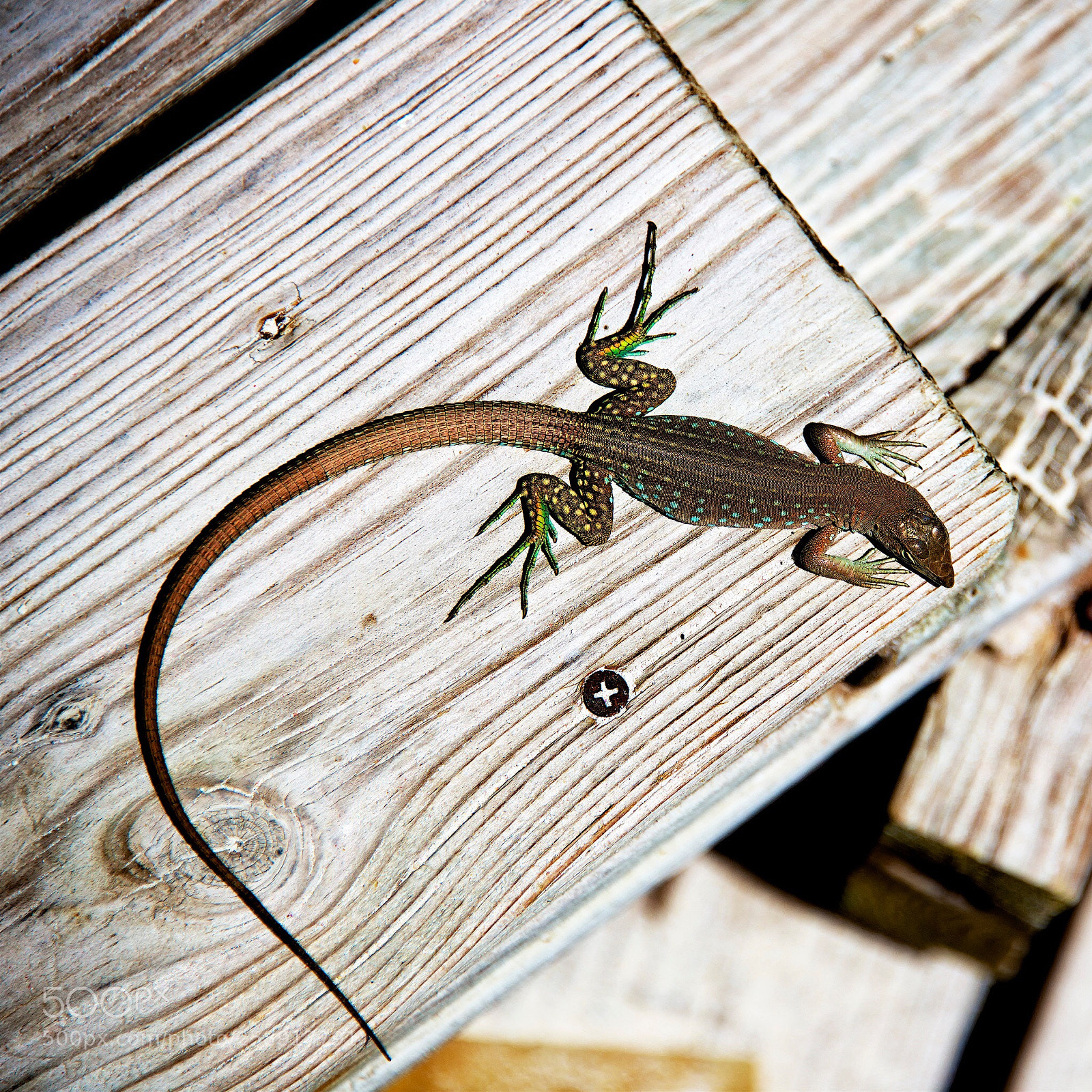Nikon D800 sample photo. Lizard photography