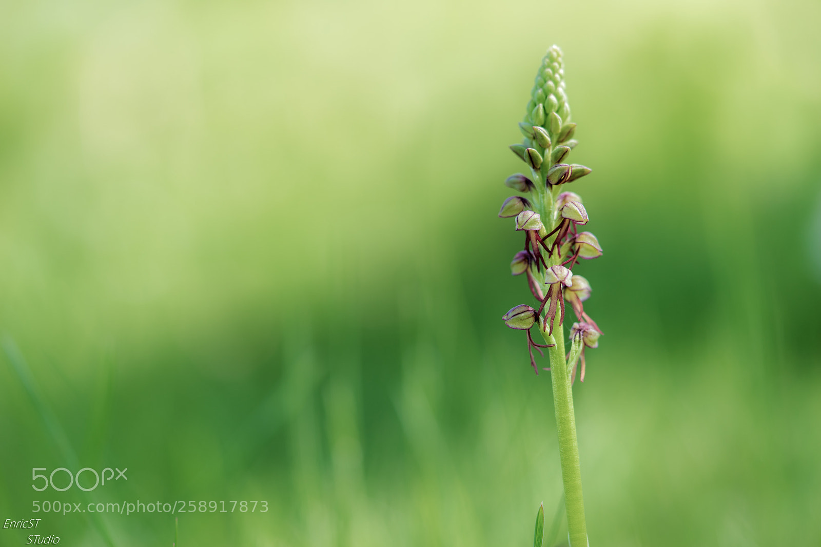 Sony a7 II sample photo. Ophrys antropophora photography