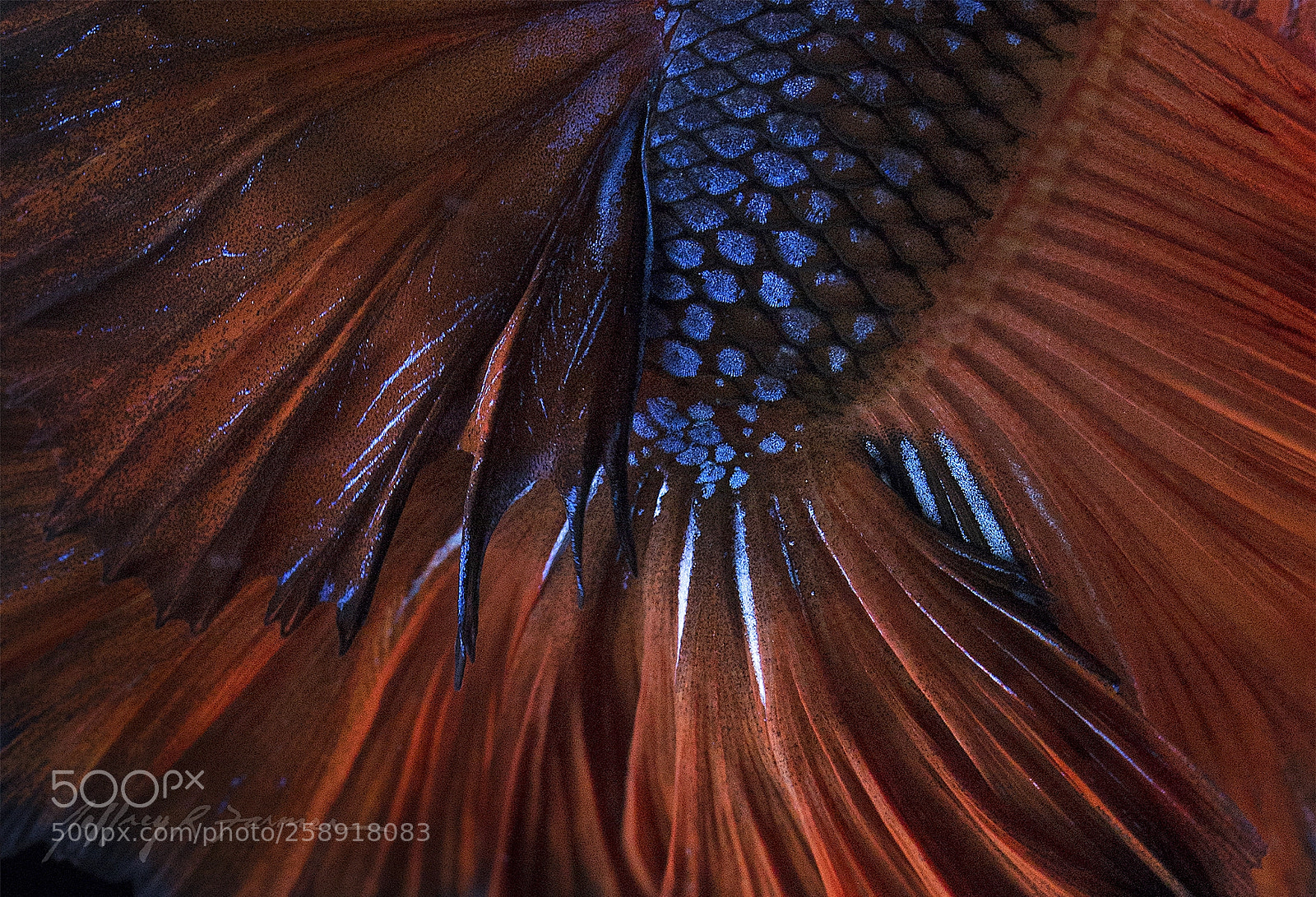 Canon EOS 70D sample photo. Veils and scales* photography
