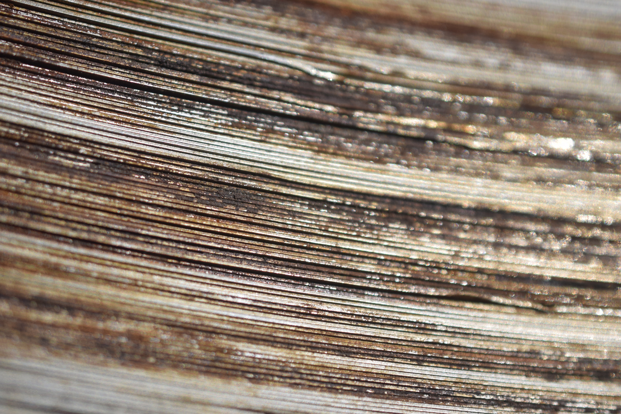 Nikon AF-S DX Micro Nikkor 40mm F2.8 sample photo. Coil 1 photography