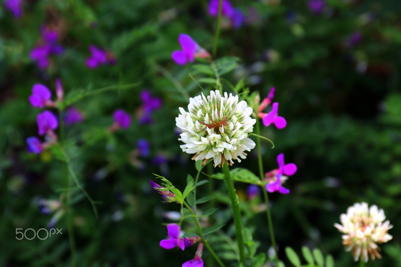 Canon EF 24-70mm F4L IS USM sample photo. Colors in wild photography