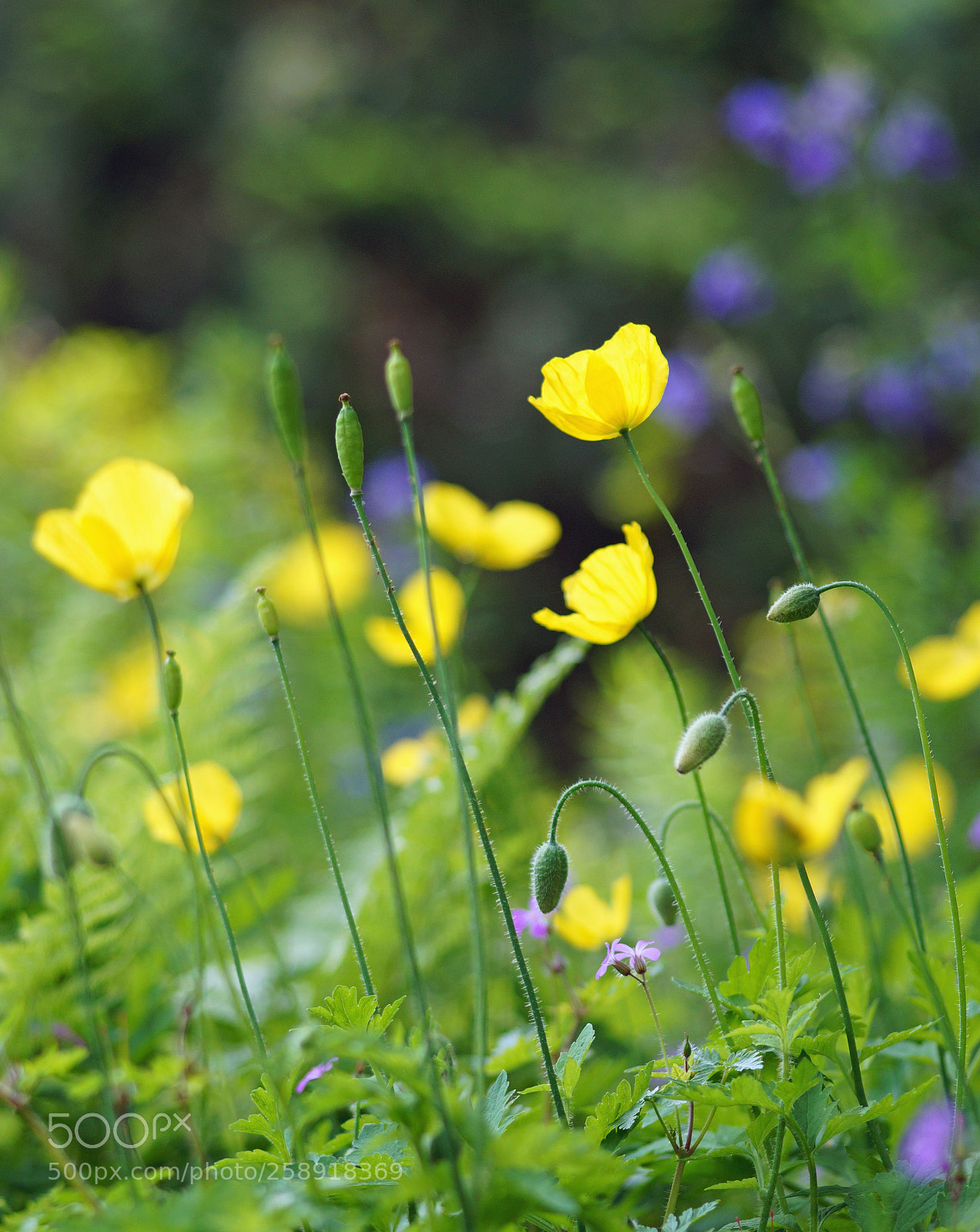 Sony SLT-A58 sample photo. Gelbermohn photography
