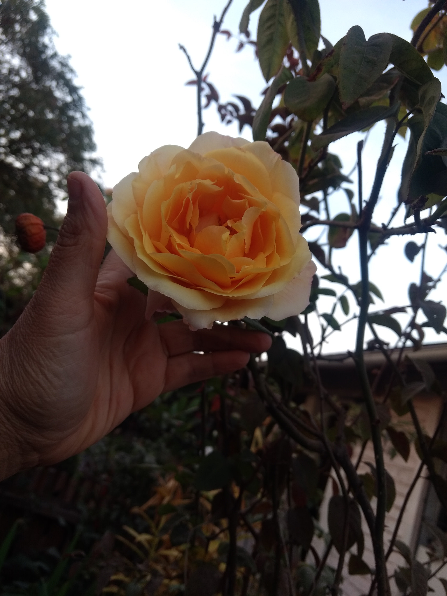 Motorola Moto Z Play sample photo
