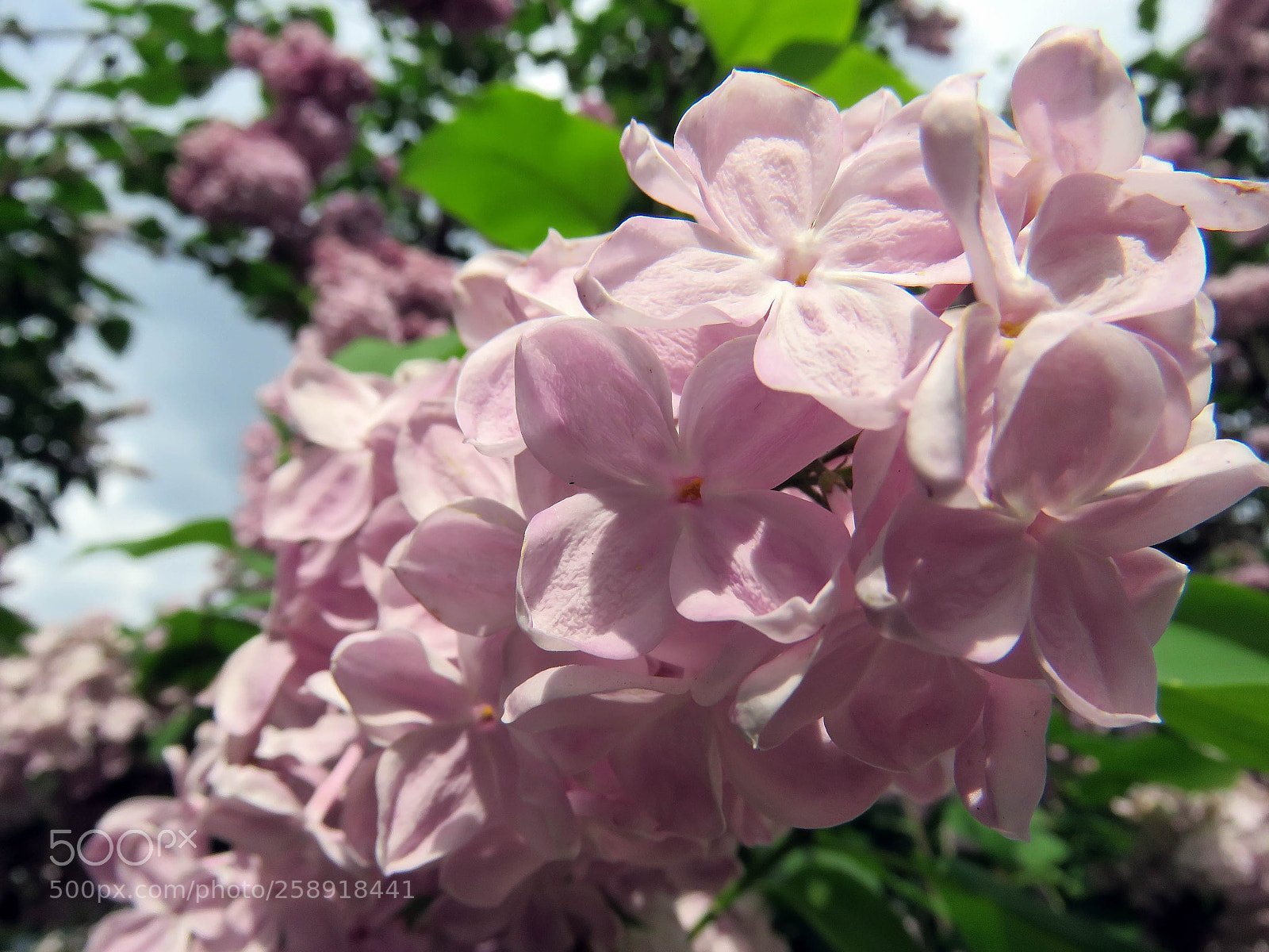 Canon PowerShot SX60 HS sample photo. Beautiful lilac flowers photography