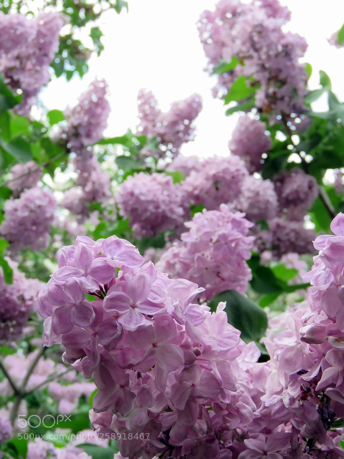 Canon PowerShot SX60 HS sample photo. Beautiful lilac flowers photography