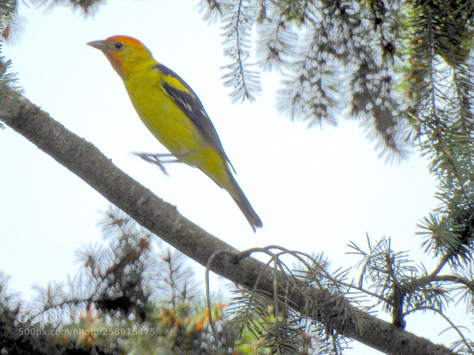 Nikon Coolpix P900 sample photo. Western tanager photography