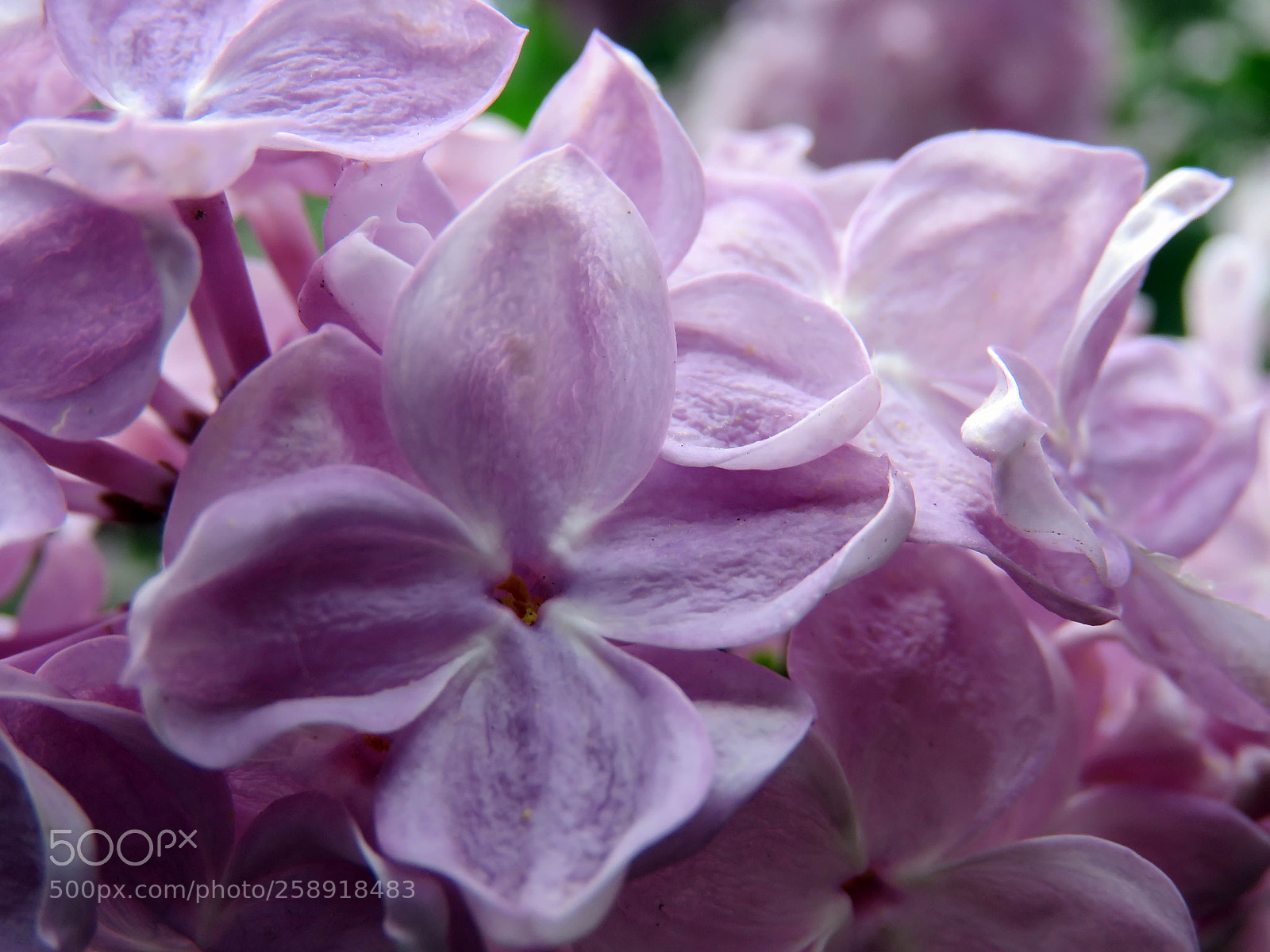 Canon PowerShot SX60 HS sample photo. Beautiful lilac flowers photography