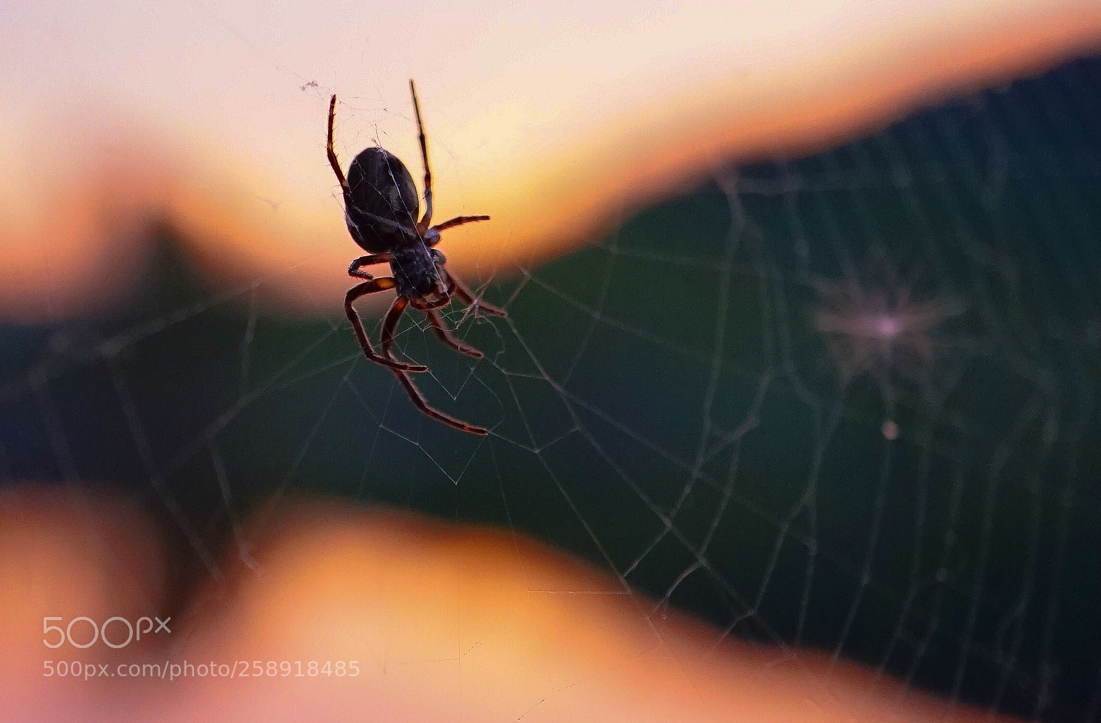 Sony a7 II sample photo. Sunset macro photography