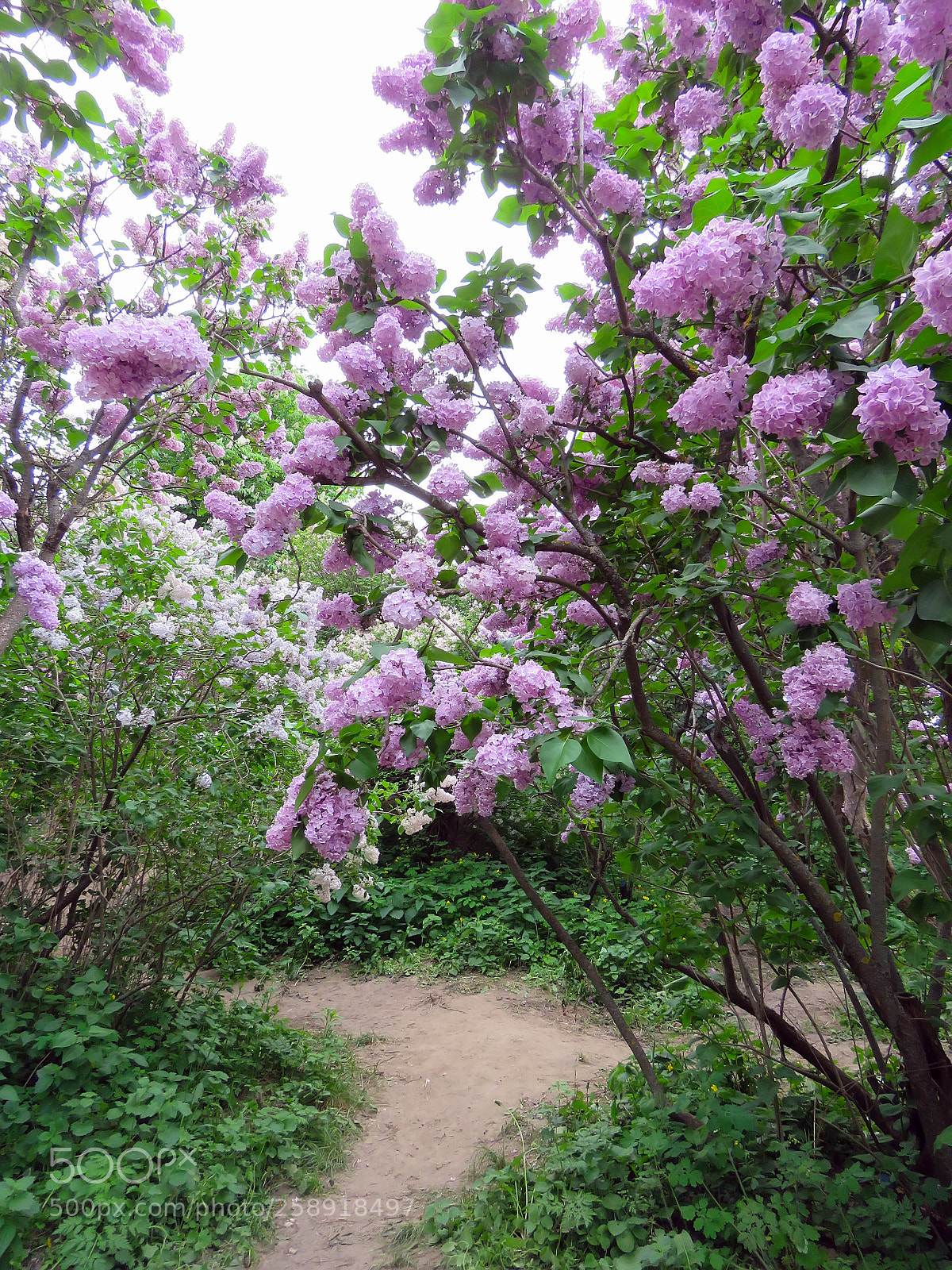 Canon PowerShot SX60 HS sample photo. Beautiful lilac flowers photography