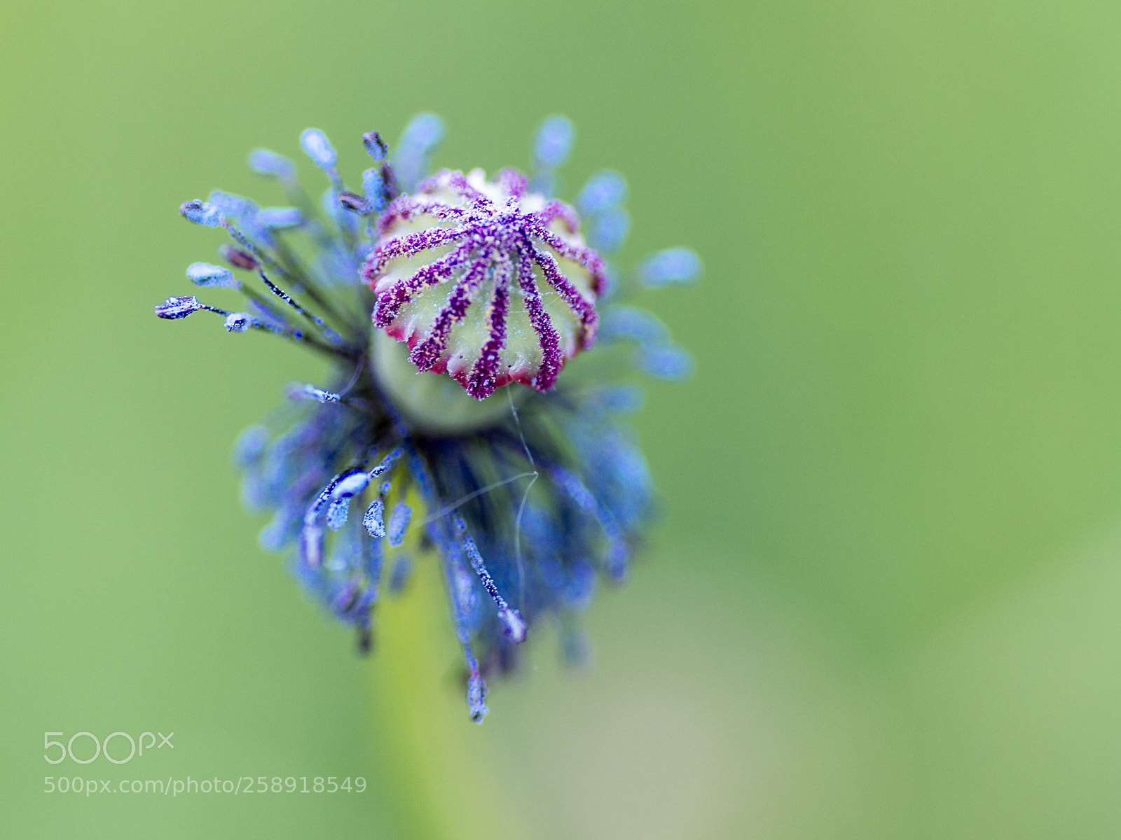 Pentax K-5 sample photo. Untitled photography
