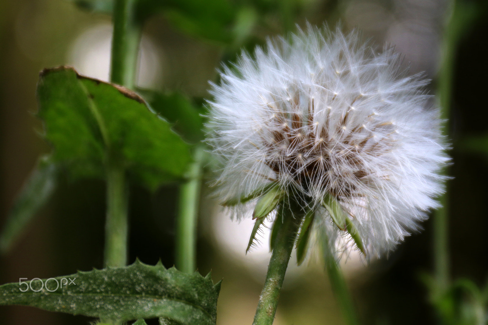 Canon EF 24-70mm F4L IS USM sample photo. White in wild photography