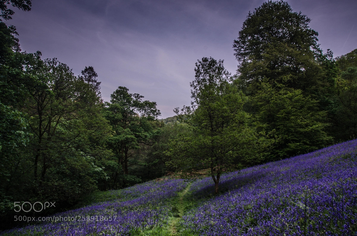 Nikon D7000 sample photo. Path of blue photography
